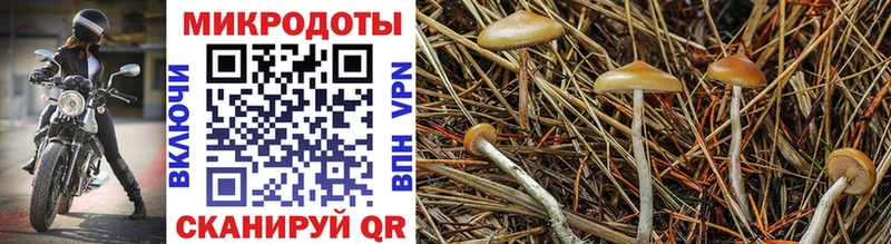 MEGA зеркало  Гусев  Псилоцибиновые грибы Cubensis 